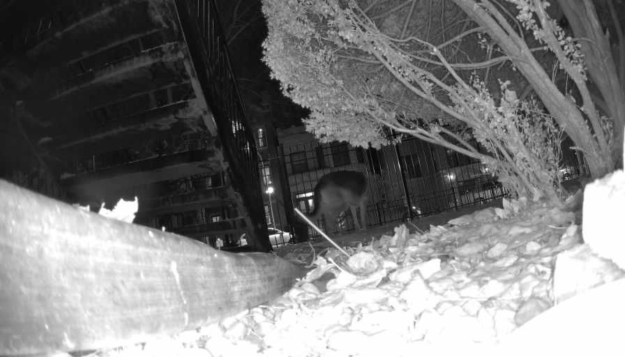 Reolink Camera Two_01_Reolink Home Hub One_20250114182740.jpg